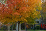 fall foliage on campus